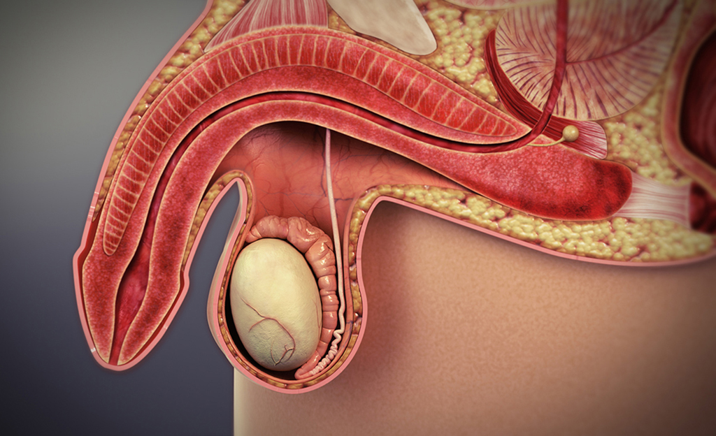 Image showing cross section of a flaccid penis